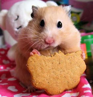 suriye hamster resim
