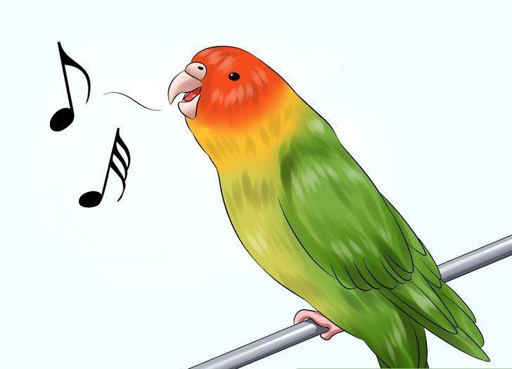 Muhabbet kuşunun şarkı söylemesi