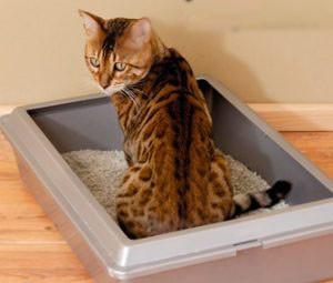 kedi tuvalet kutusu (çöp kutusu)
