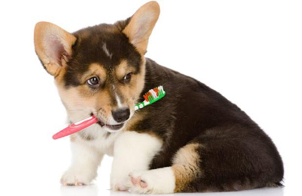 köpeklerin diş fırçalama alışkanlığı