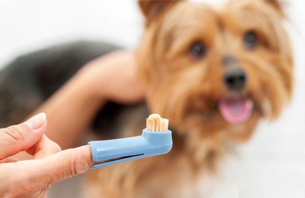 köpeklerin diş bakımı nasıl yapılır