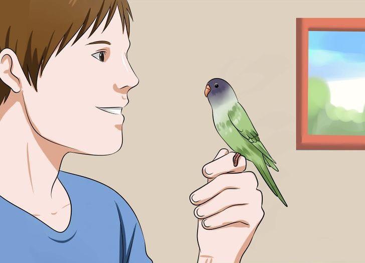 Muhabbet kuşu hakkında bilgi