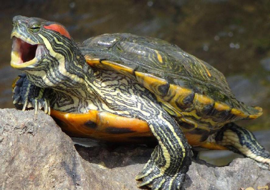 Kaplumbağa Bakımı Nasıl Olmalıdır