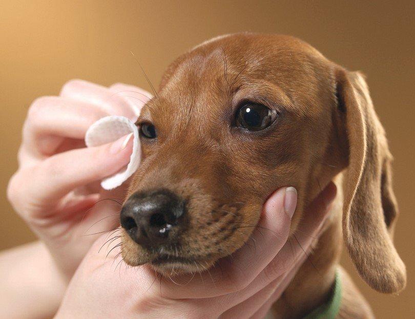 Köpeklerde Göz Temizliği Nasıl Yapılır