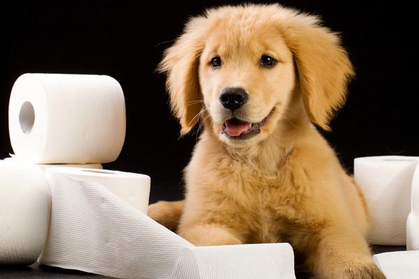 Yavru Köpeklere Tuvalet Eğitimi Nasıl Verilir