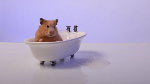 hamster temizlik banyo